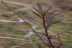 Hybanthus travancoricus